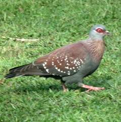 Columba guinea phaeonota