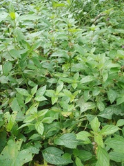 Mentha arvensis