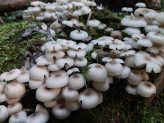 Clitocybula abundans