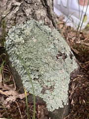 Punctelia missouriensis