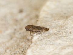 Opsiplanon luella
