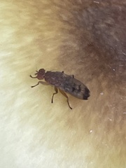 Suillia variegata