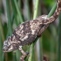 Bradypodion damaranum