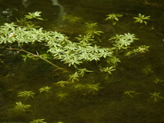 Callitriche lenisulca