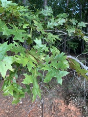 Quercus coccinea
