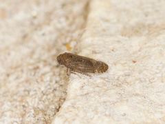Opsiplanon luella