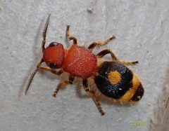 Odontomutilla uranioides