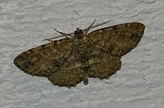 Melanolophia canadaria