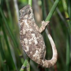 Bradypodion damaranum