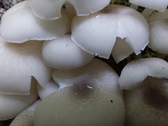 Clitocybula abundans