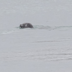 Phoca vitulina vitulina