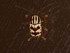 Cryptocephalus leucomelas