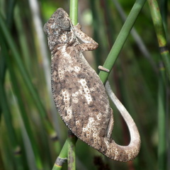 Bradypodion damaranum