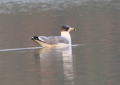 Ichthyaetus ichthyaetus