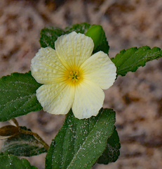 Turnera subulata