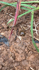 Oxychilus draparnaudi