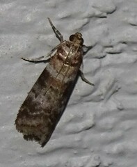Sciota uvinella