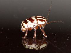 Cryptocephalus leucomelas