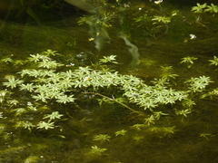 Callitriche lenisulca