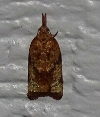 Platynota flavedana