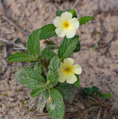 Turnera subulata