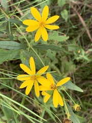 Coreopsis verticillata