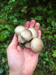 Lycoperdon perlatum