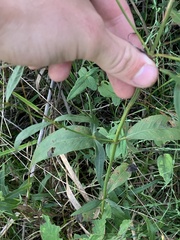 Coreopsis verticillata