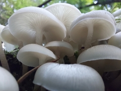 Clitocybula abundans