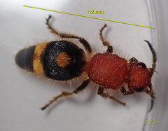 Odontomutilla uranioides