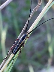 Sphaenothecus bilineatus