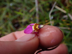 Primula pauciflora