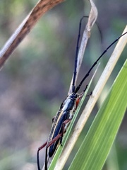 Sphaenothecus bilineatus
