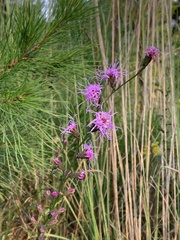 Liatris spicata