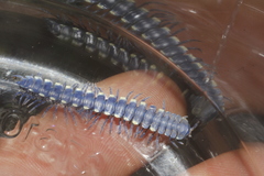 Chromodesmus potosianus