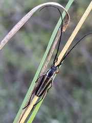 Sphaenothecus bilineatus