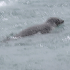 Phoca vitulina vitulina