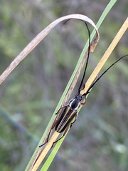 Sphaenothecus bilineatus