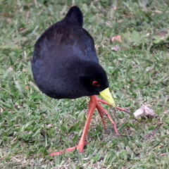 Zapornia flavirostra