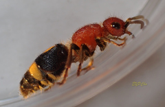 Odontomutilla uranioides