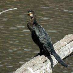 Microcarbo africanus africanus