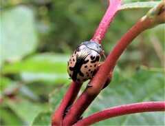 Calligrapha confluens