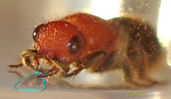 Odontomutilla uranioides