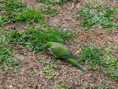 Myiopsitta monachus