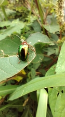 Chrysomelidae