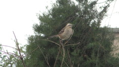 Mimus thenca