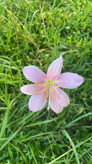 Zephyranthes carinata
