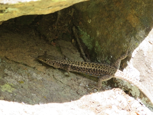 Rock Lizard