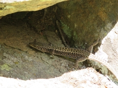Rock Lizard photo 5