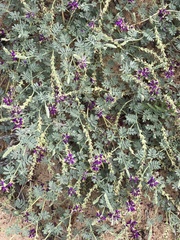 Dalea lanata